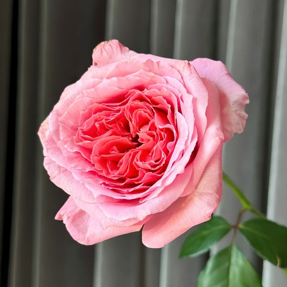 Laurent Cabrol Rose Plant｜劳朗卡布罗尔 image 1