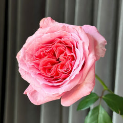 Laurent Cabrol Rose Plant｜劳朗卡布罗尔 image 1
