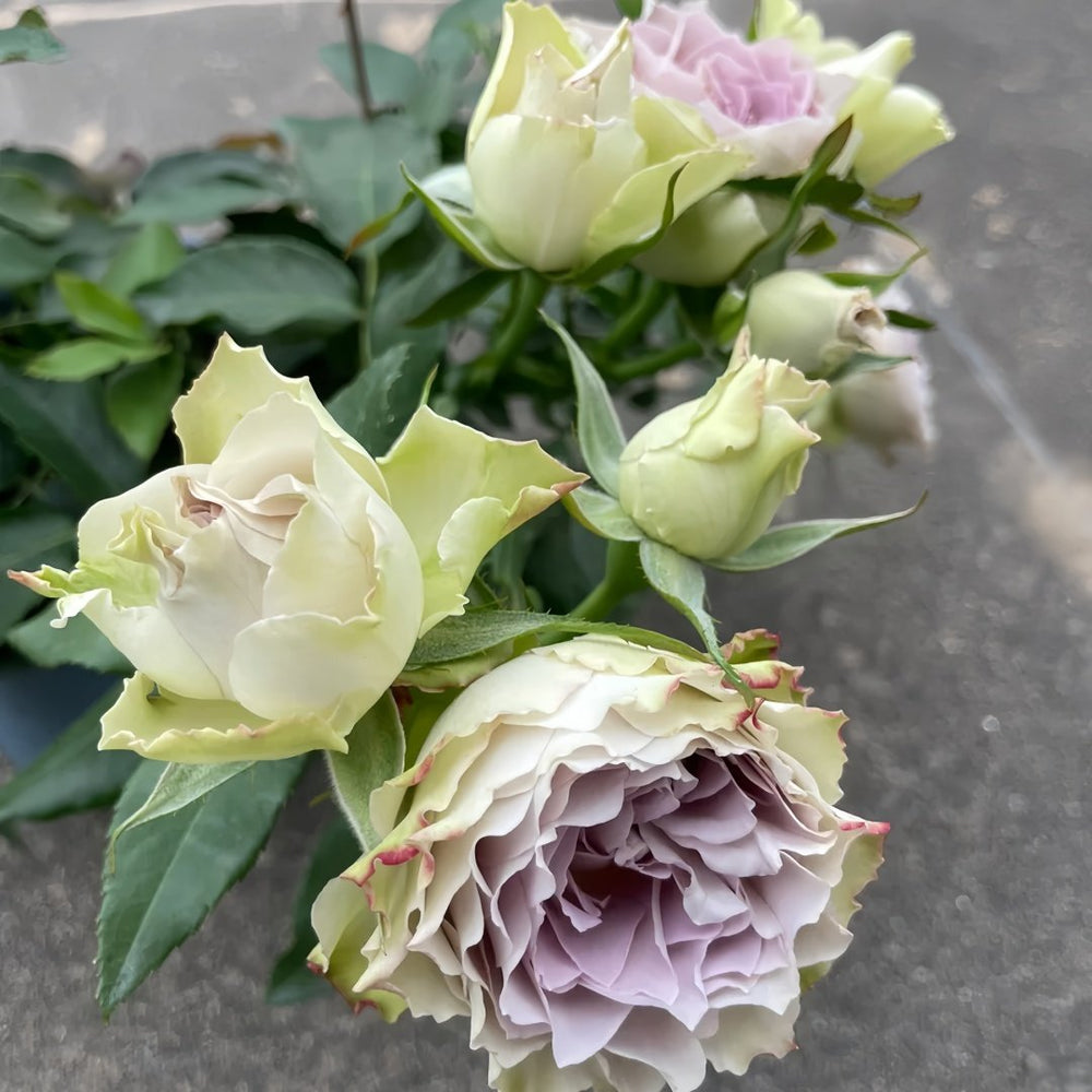 Lapis Veil Rose Plant | 青金石面纱 image 5