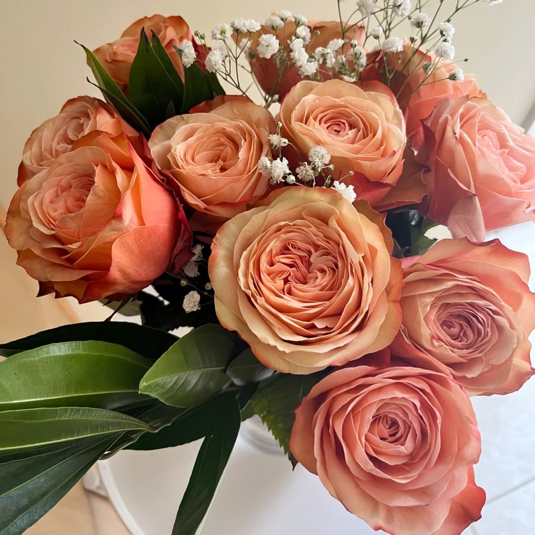 Kahala Rose Plant|卡哈拉 image 6