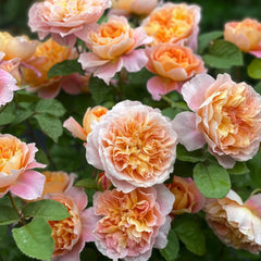The Impressionist Rose Plant｜印象派 image 2