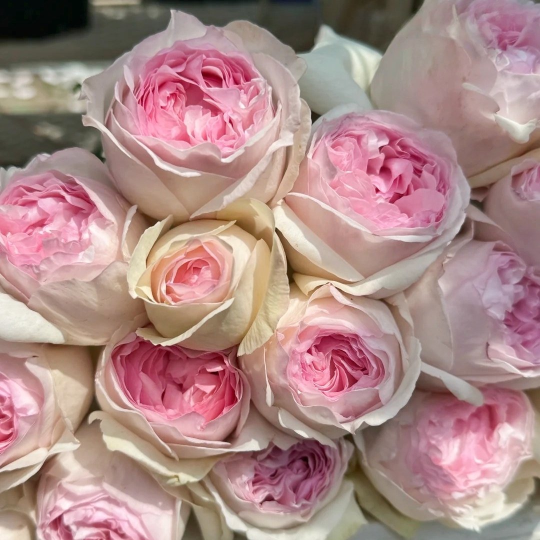 Yves Otome heart Rose Plant|伊芙乙女心 image 8