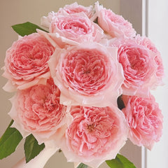 Princess Hitomi Rose Plant｜仁美公主 image 0