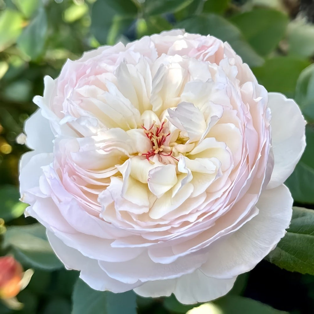 Savon Rose Plant|肥皂 image 4