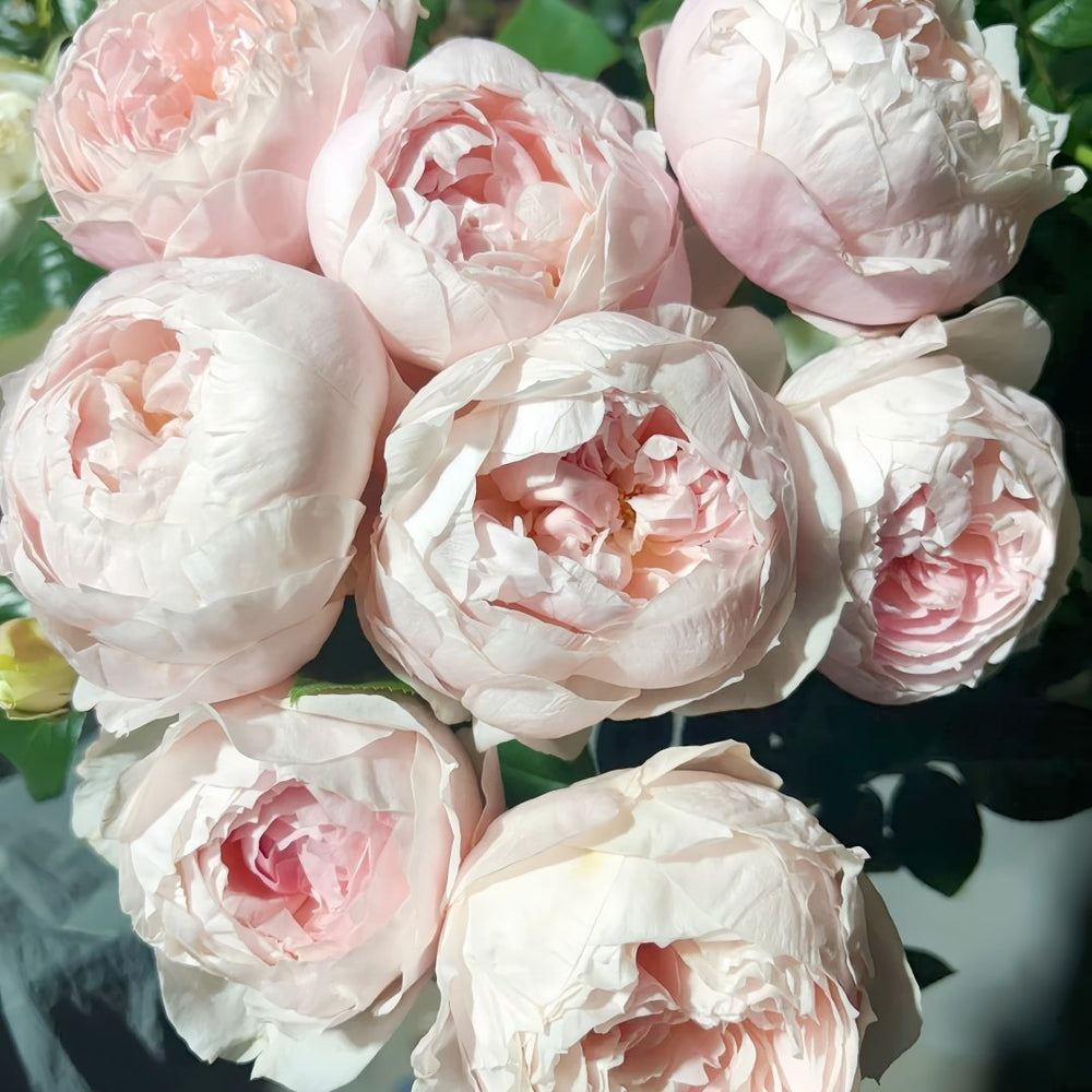 Peony Pink Rose Plant|芍药粉 image 8