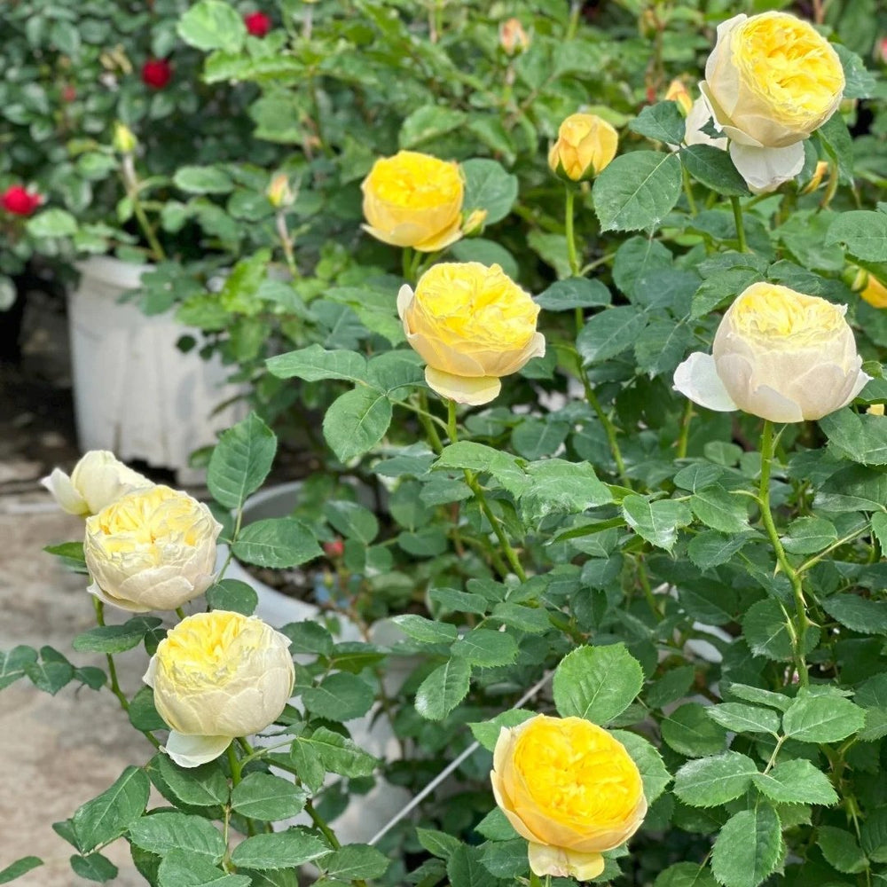 Bird Chirp Rose Plant|雀啾 image 11