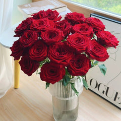 Mayra 's Rose Plant｜红色梅拉 image 1
