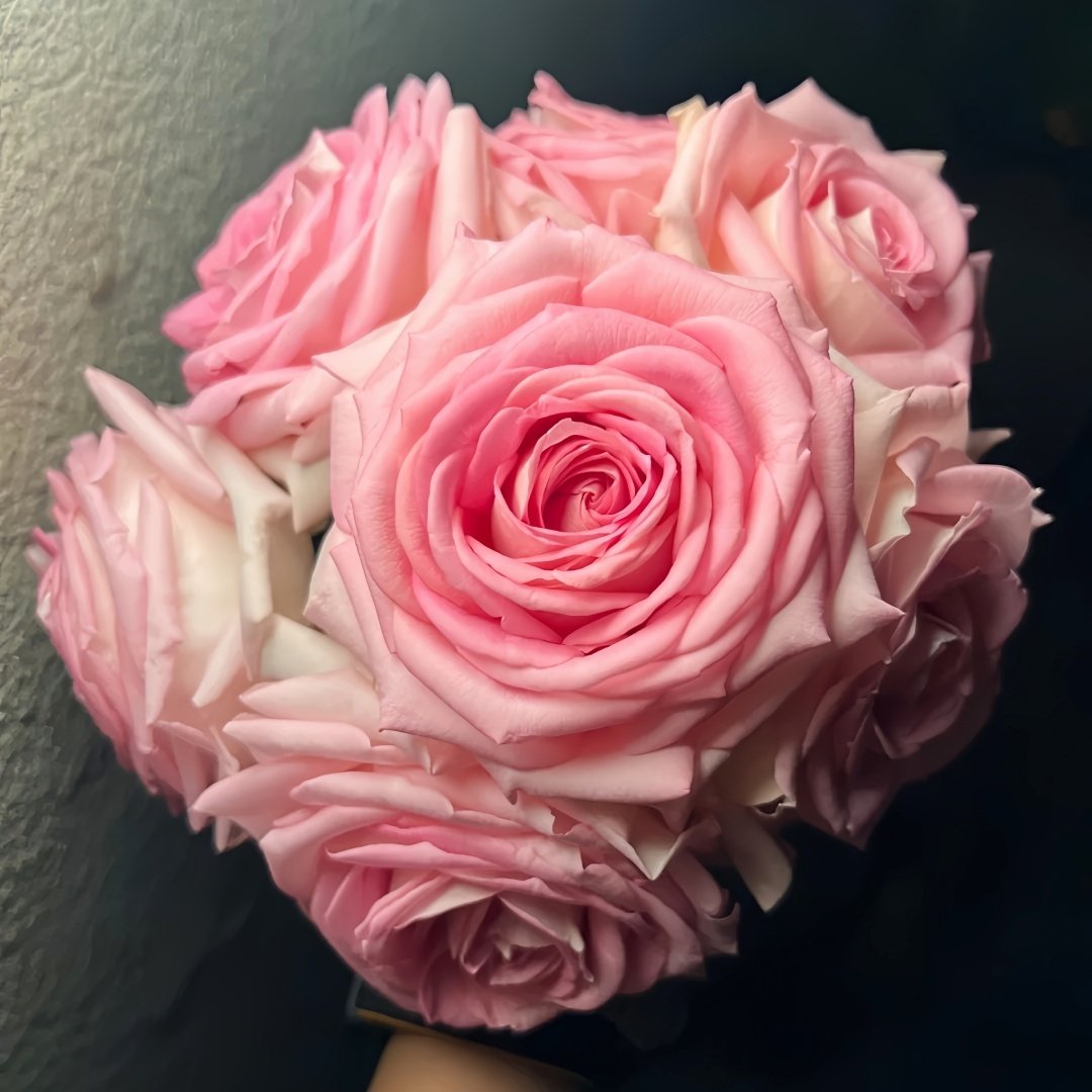 Ragazza Rose Plant|米兰少女 image 8