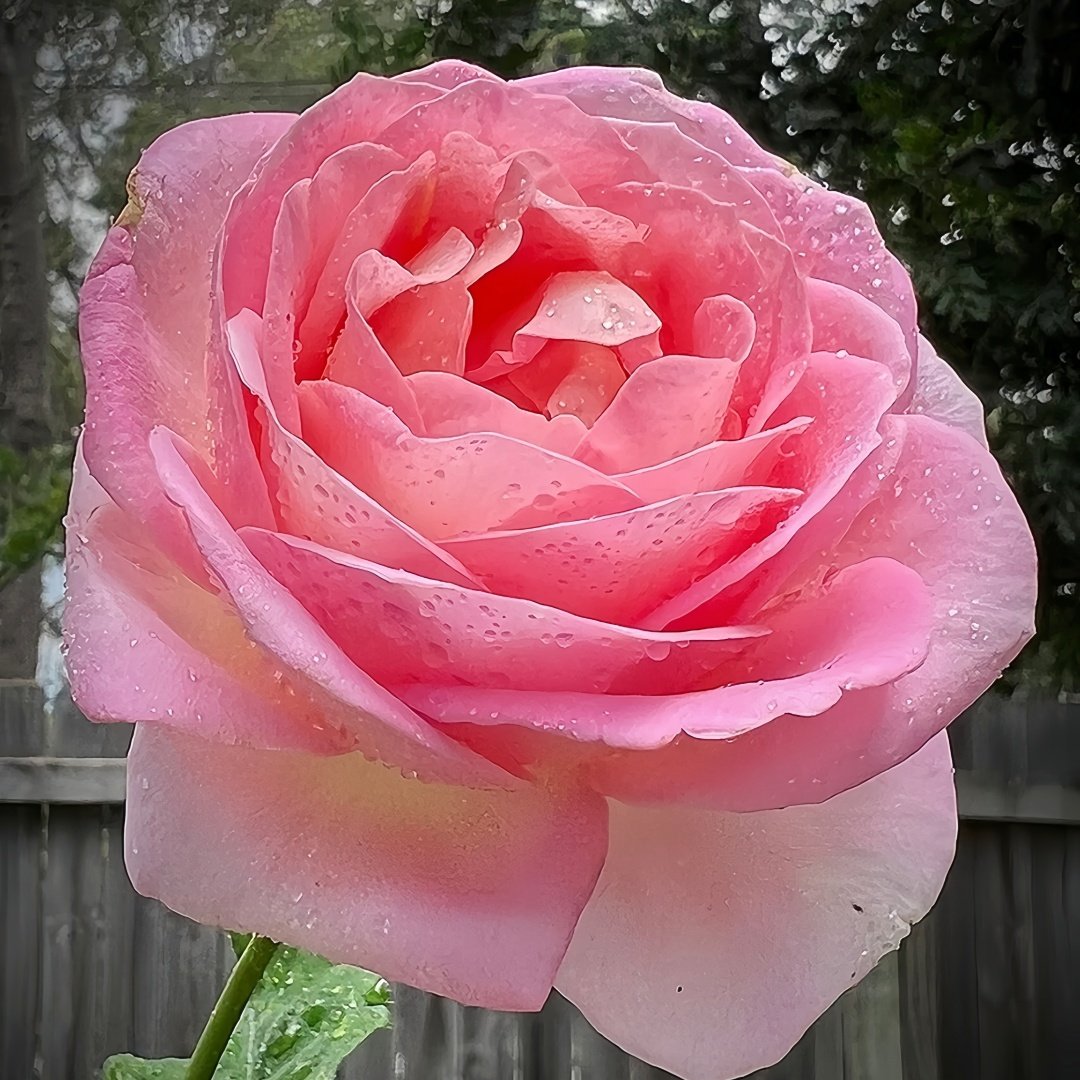 Elle Rose Plant｜艾丽 image 5
