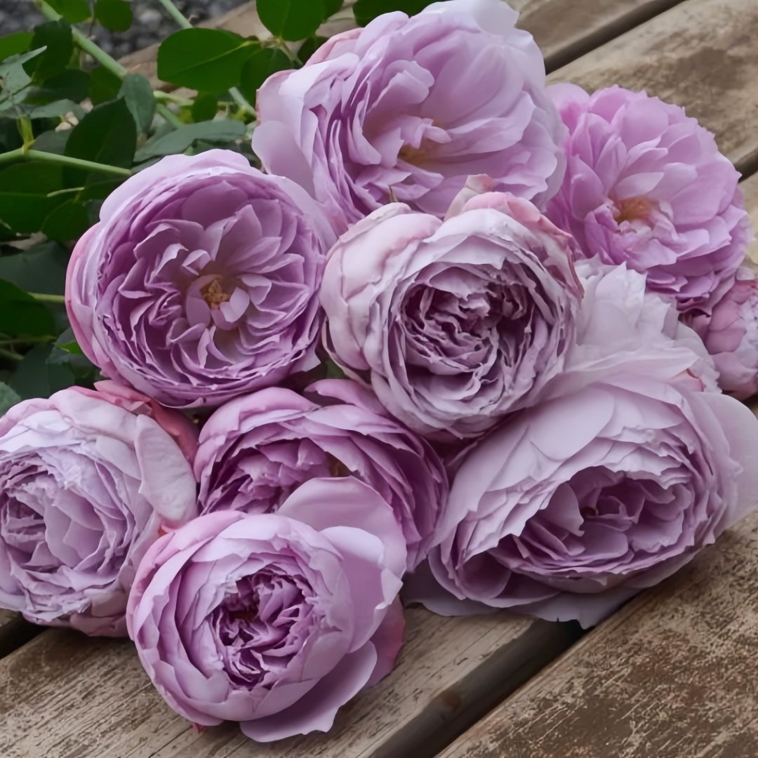 Lapis Lazuli Rose Plant｜青金石 image 5