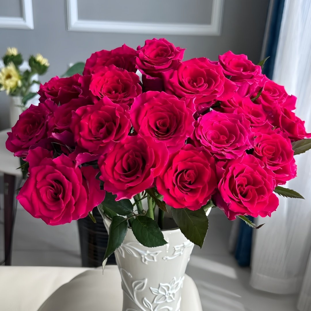 Gotcha Rose Plant|高盛/高胜 image 8