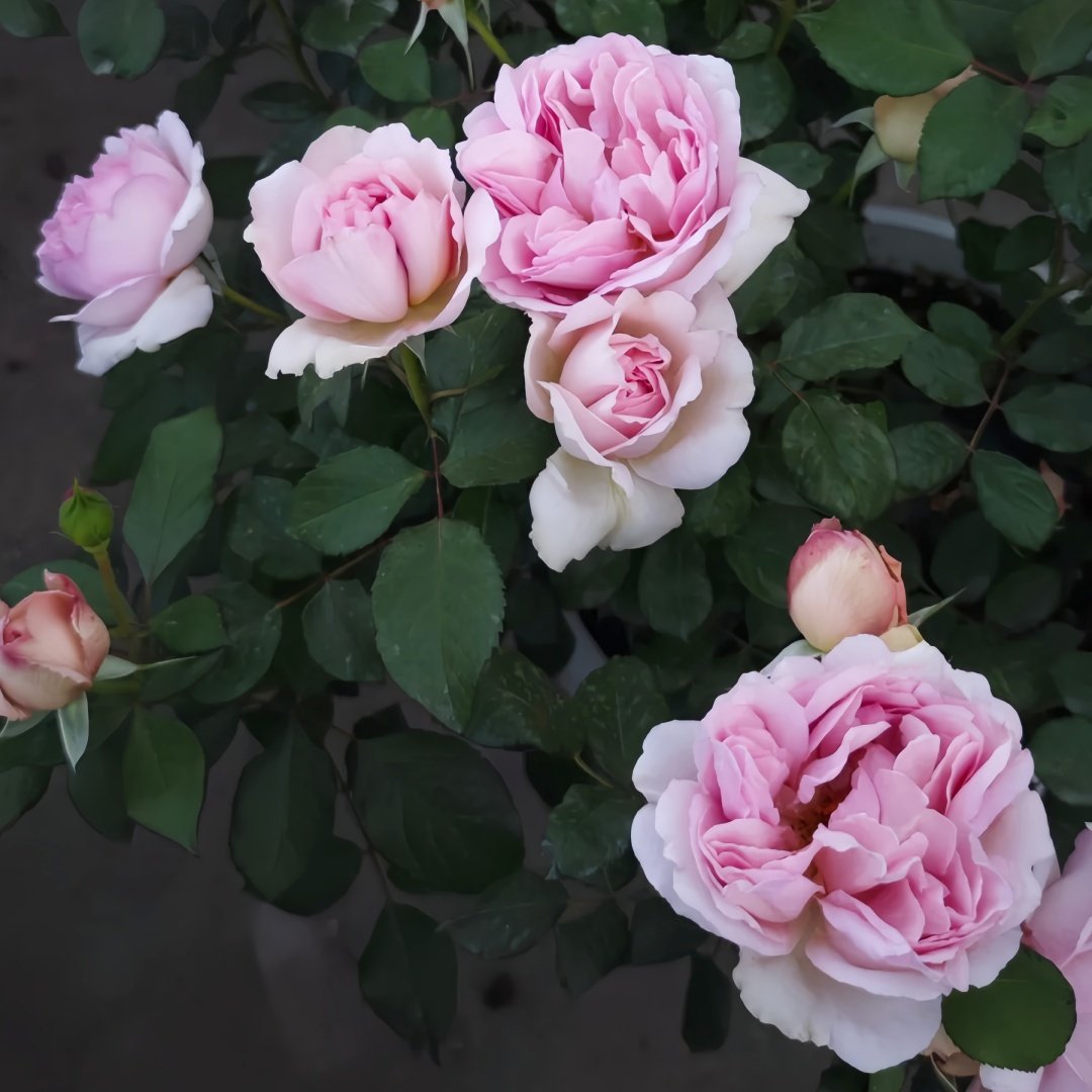 Antoinette Rose Plant|绝代艳后 image 8