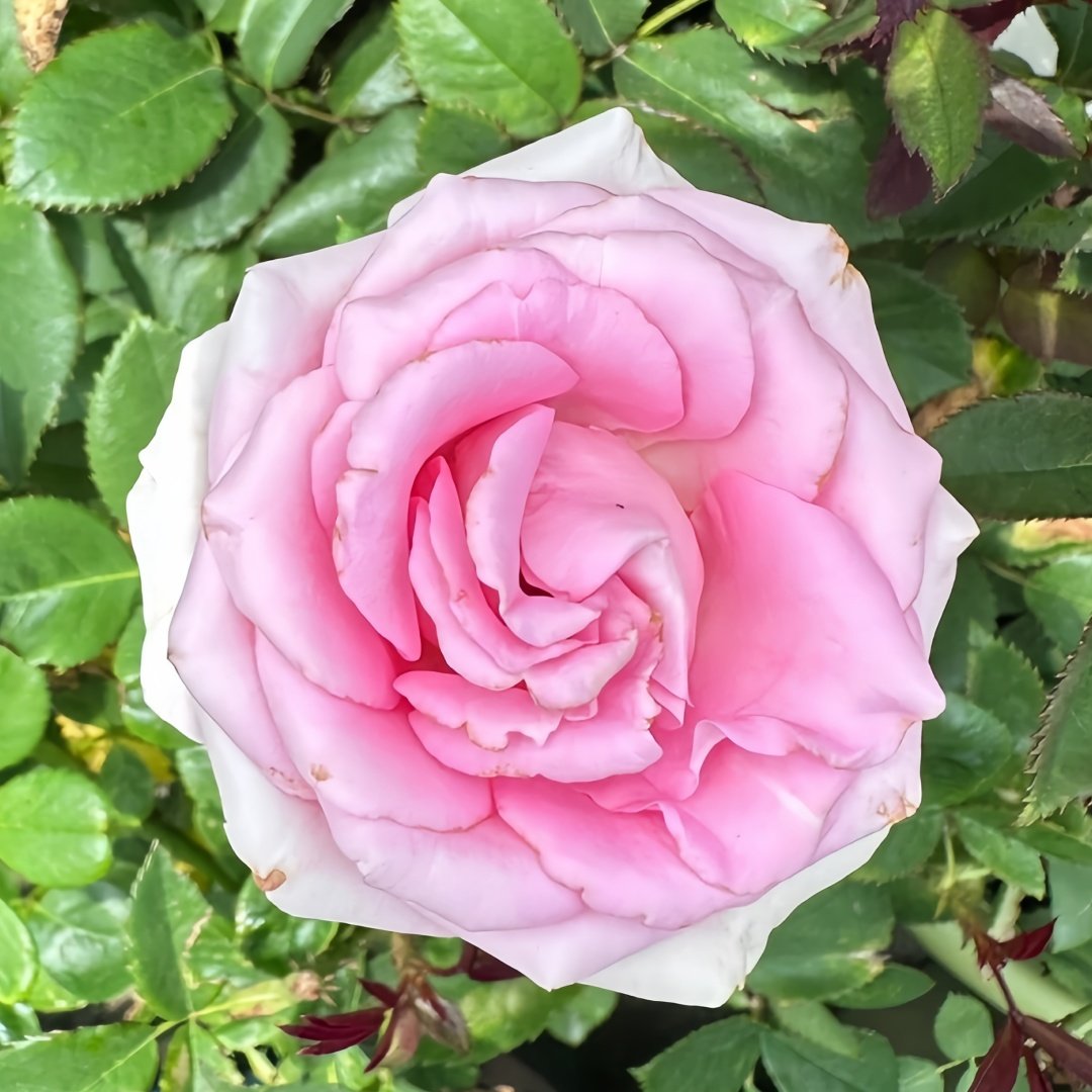 Sweet Revival Rose Plant|甜蜜苏醒 image 5