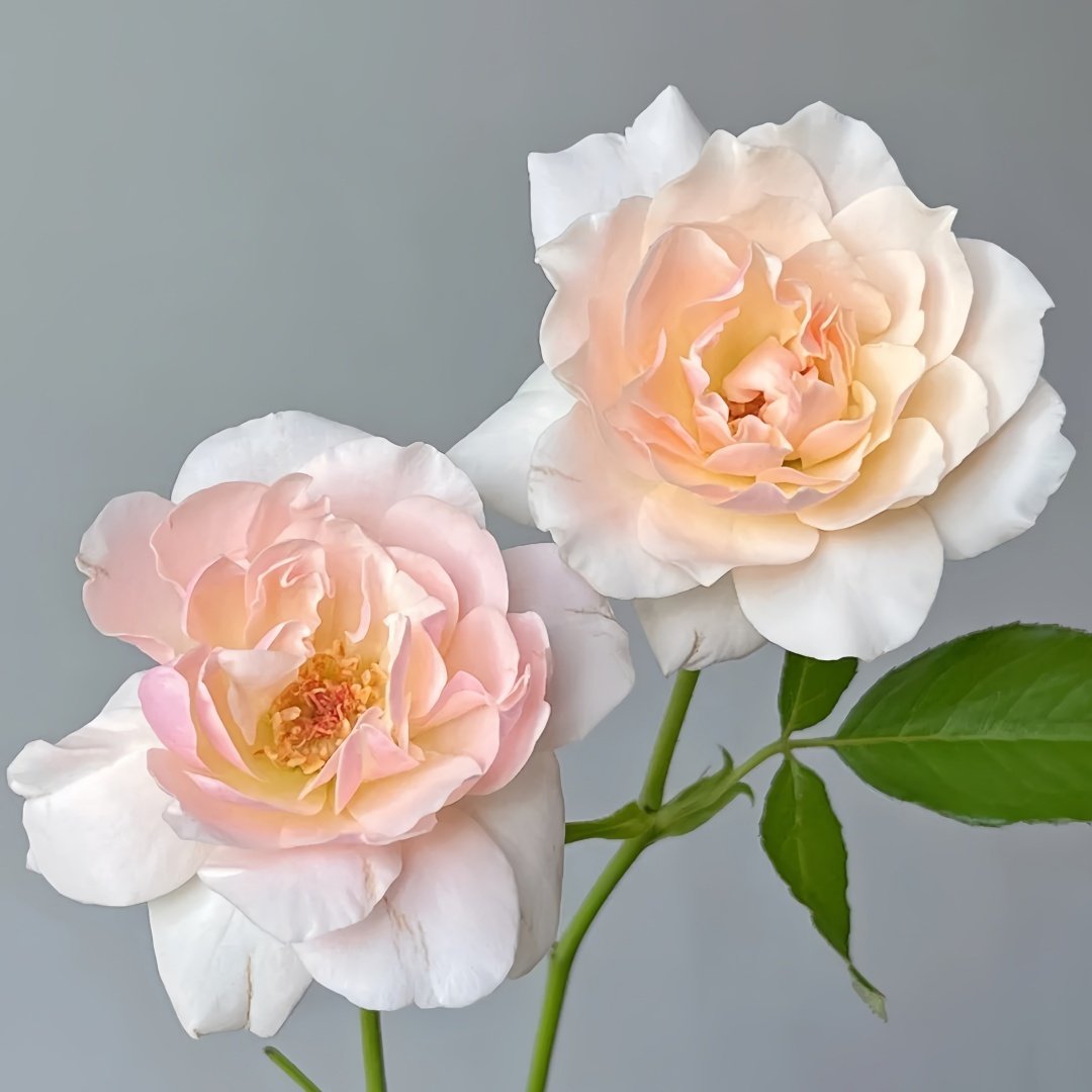 Chou Chou Rose Plant｜闪闪发光 image 4