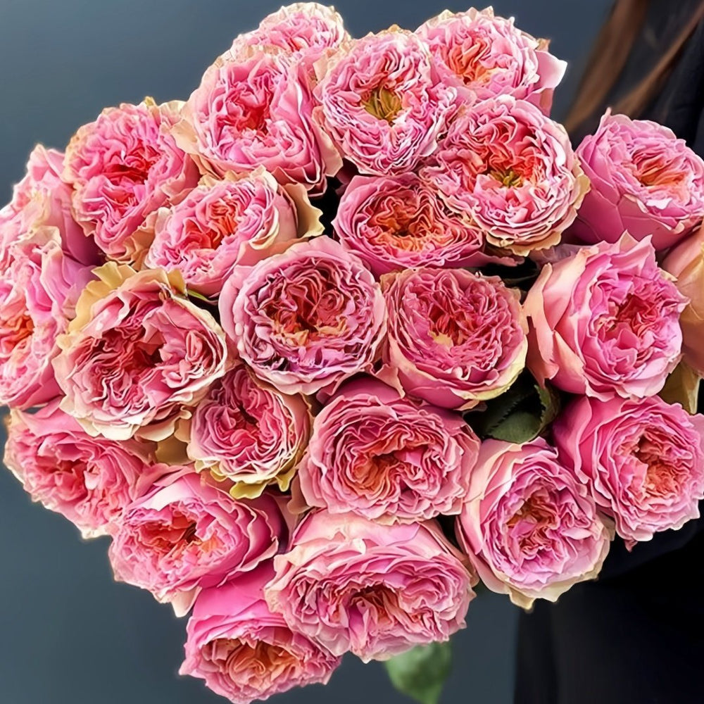 Sweet Eye Rose Plant|甜蜜眼 image 9