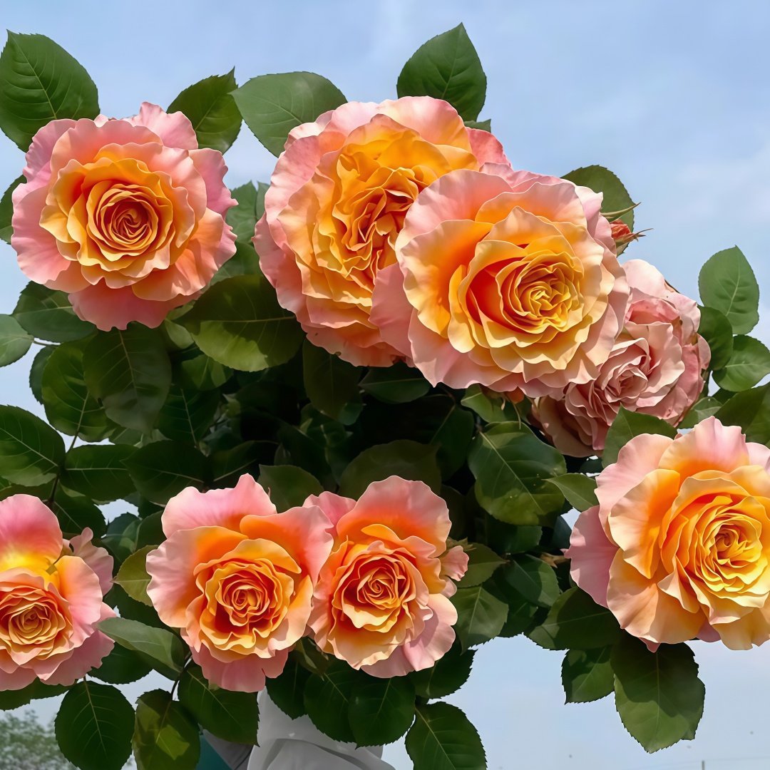 Free Spirit Rose Plant | 火灵鸟 image 7