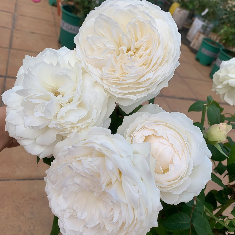Princess Miyuki Rose Plant｜美雪公主 image 8