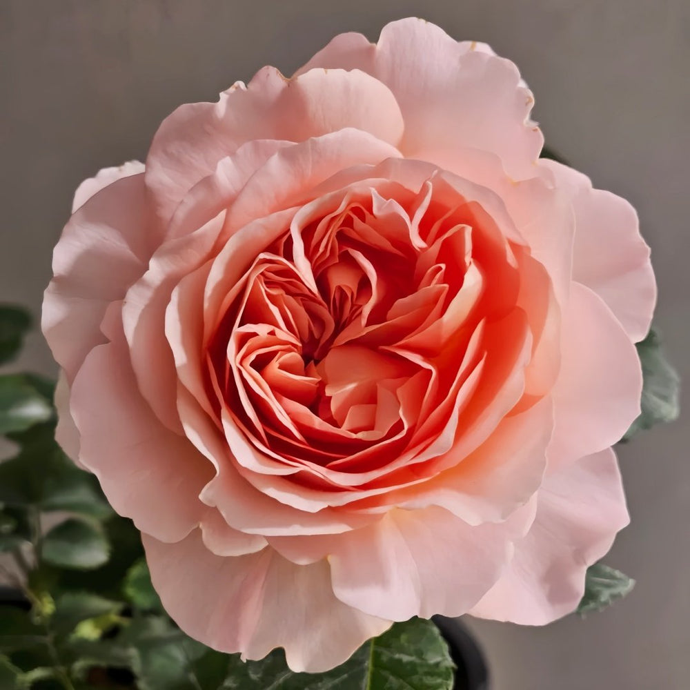 JinYan Rose Plant | 锦嫣 image 3