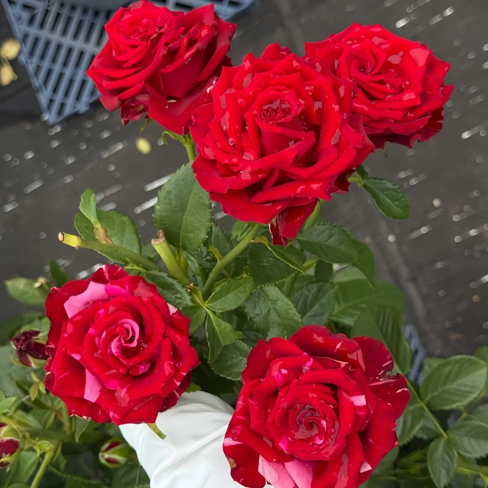 Red Panther Rose Plant｜红色豹子 image 3
