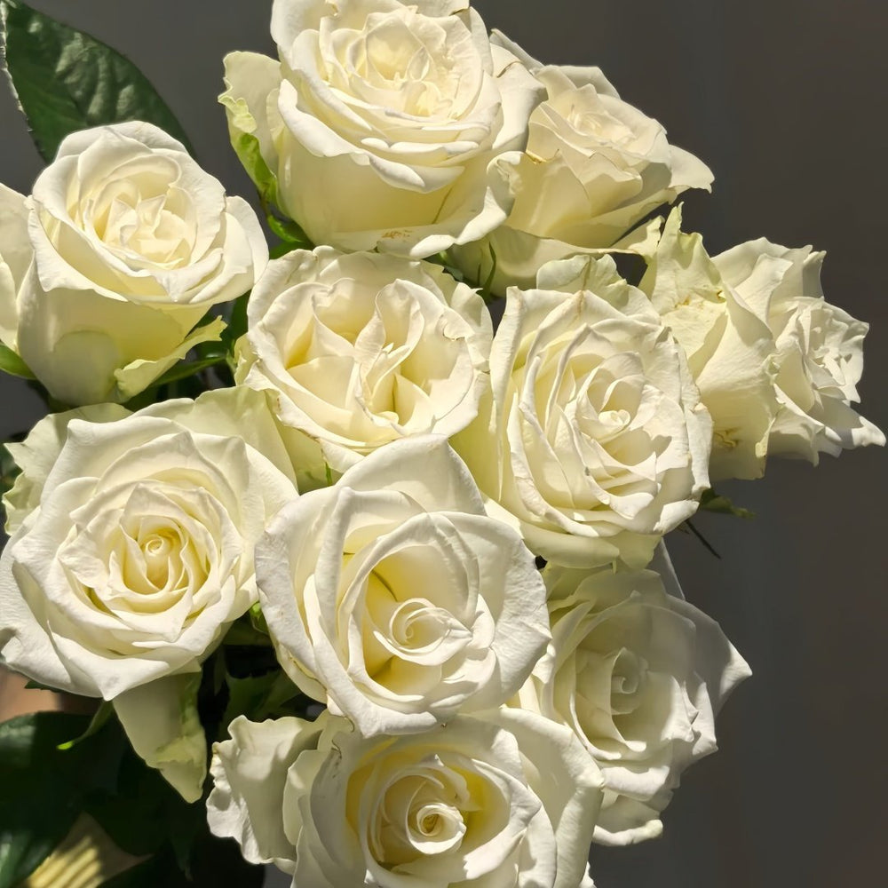 Albatross Rose Plant｜信天翁 image 7