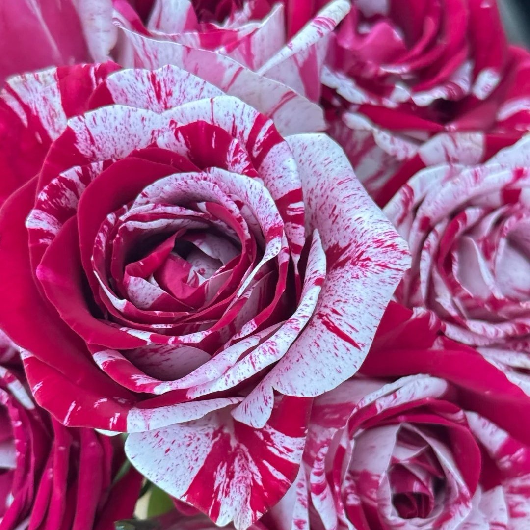Aquarius Rose Plant | 水瓶座 image 1