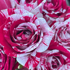 Aquarius Rose Plant | 水瓶座 image 1