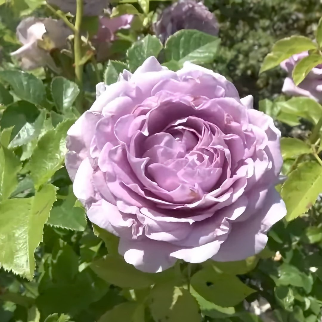 Lilienthal Rose Plant｜李林塔尔 image 2