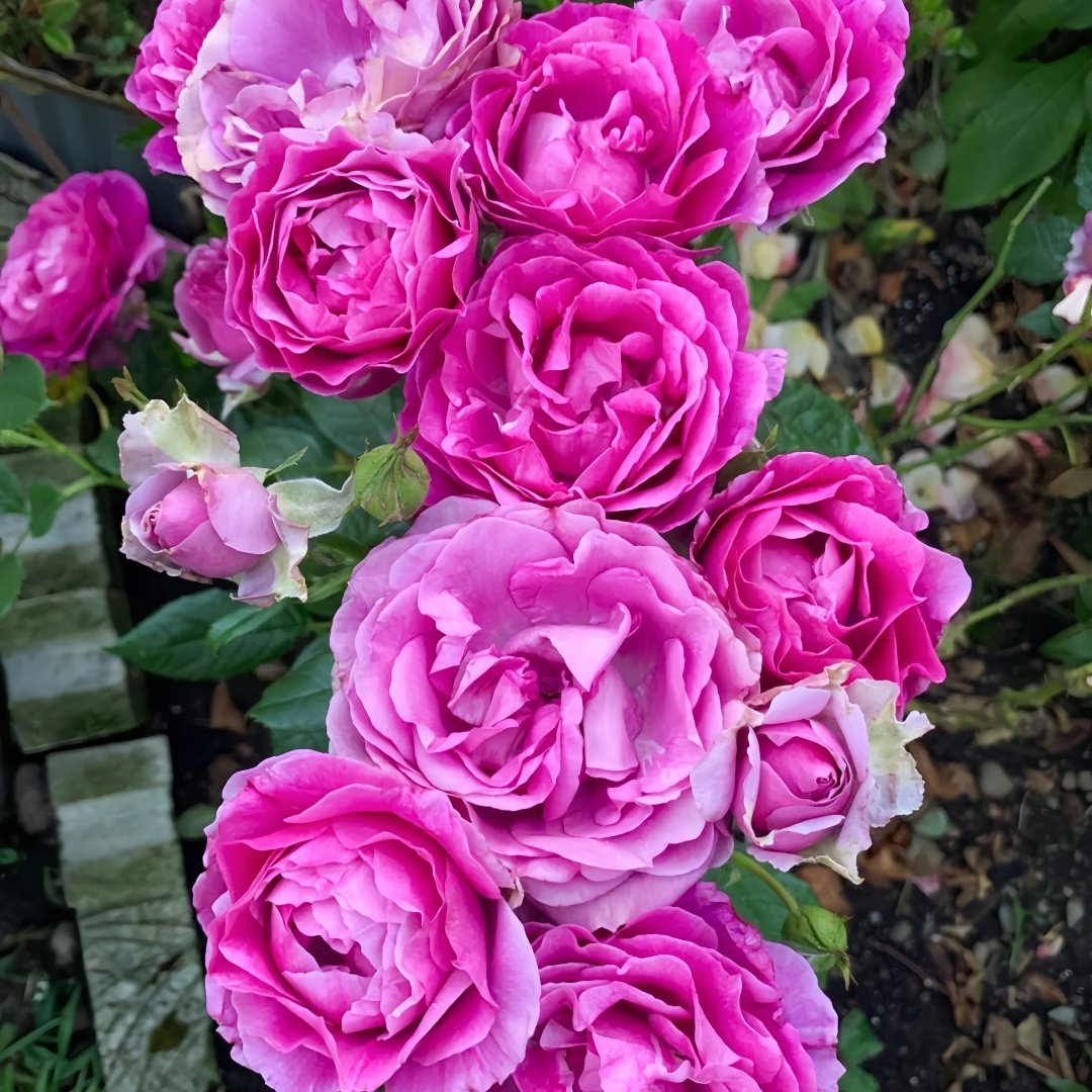 Angel Face Rose Plant|天使面容 image 9