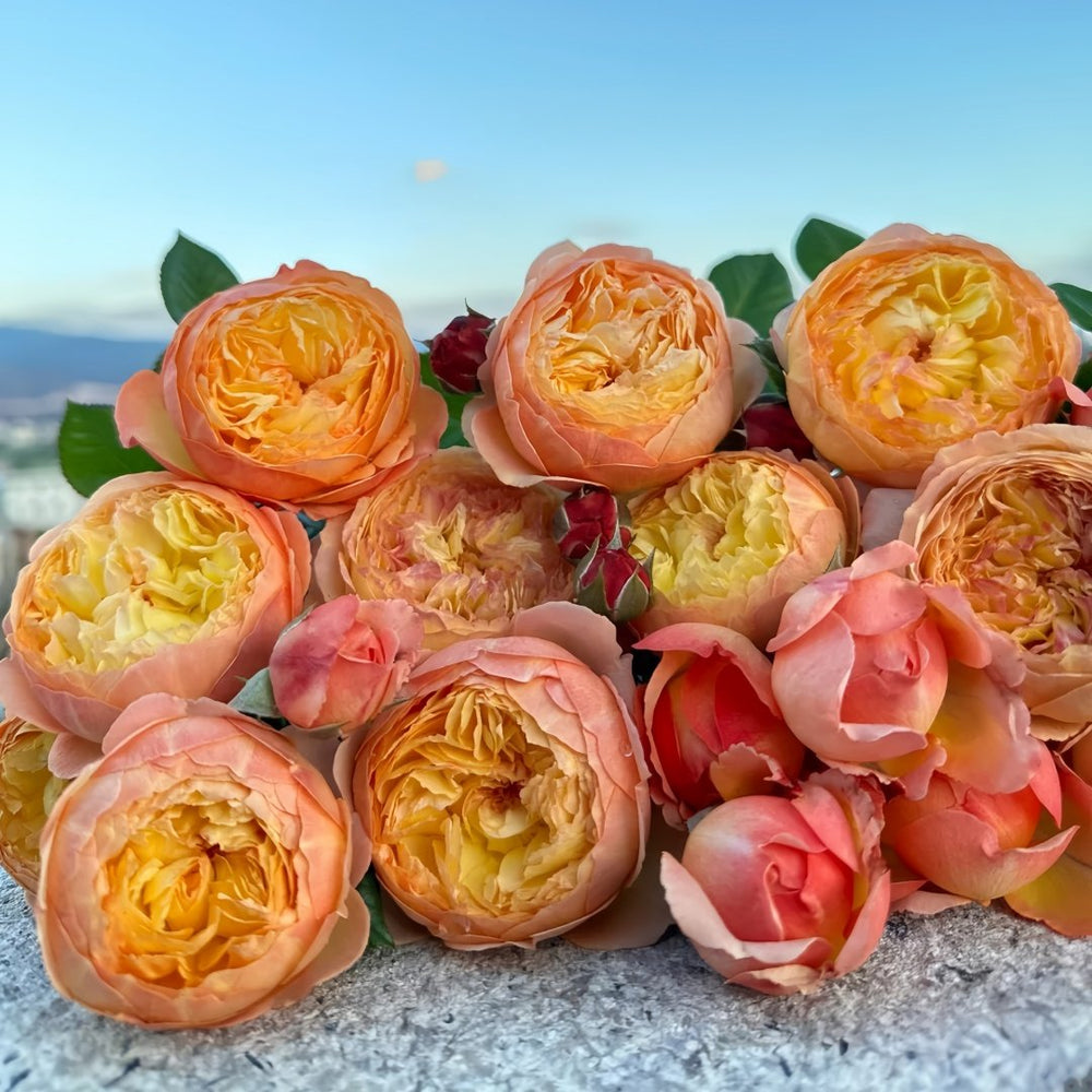 Apricot Fat Rose Plant|杏子肥 image 6