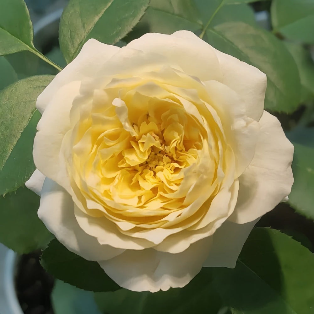 Royal Park Rose Plant｜皇家园林 image 3