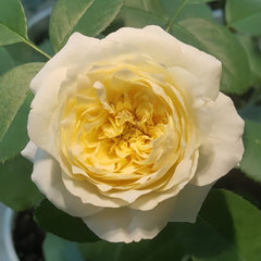 Royal Park Rose Plant｜皇家园林 image 3