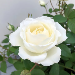 Shilabe Rose Plant|音调 image 2