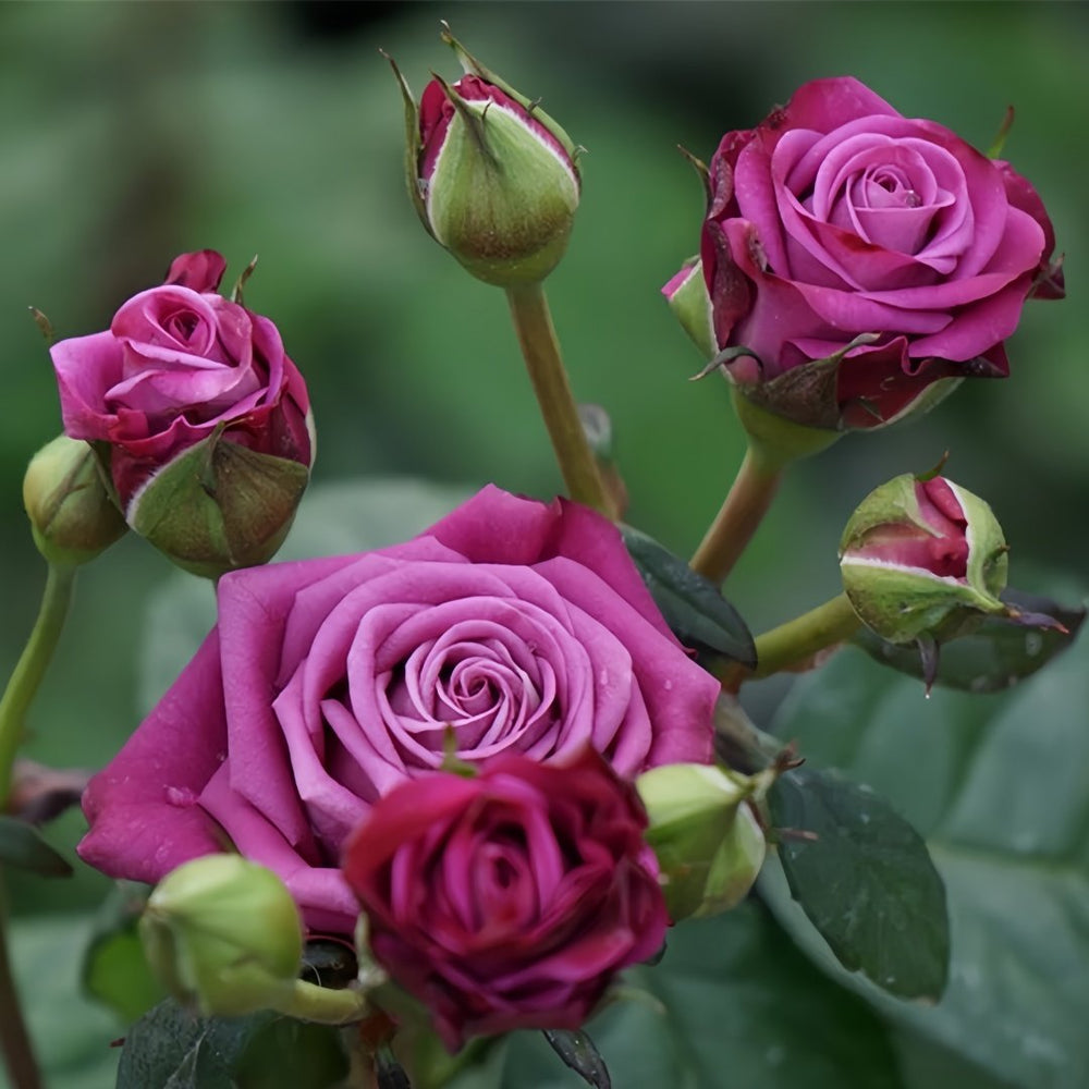 Pluto King Terrazza Rose Plant| 冥王星阳台 image 8