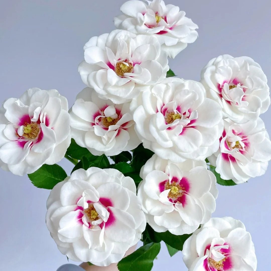 Brideside Rose Plant｜桥边之约 image 3