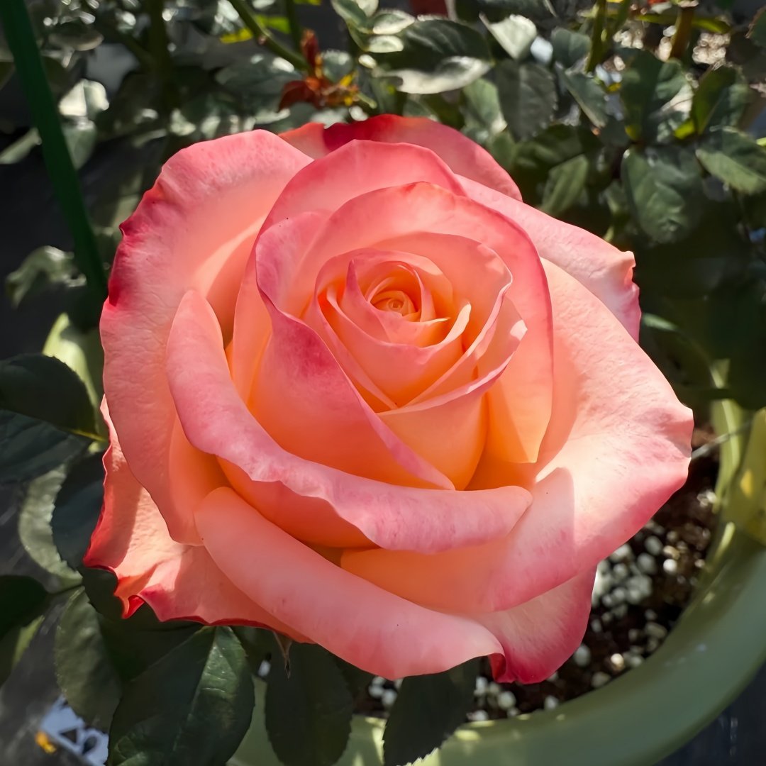 Lovely Heart Rose Plant｜心肝宝贝 image 5