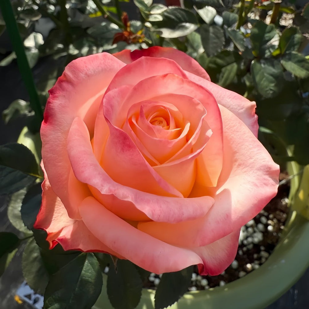 Lovely Heart Rose Plant｜心肝宝贝 image 5