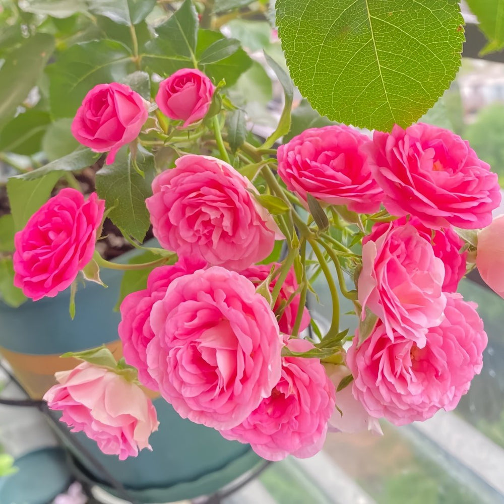 Rouge Rose Plant｜胭脂扣 image 4