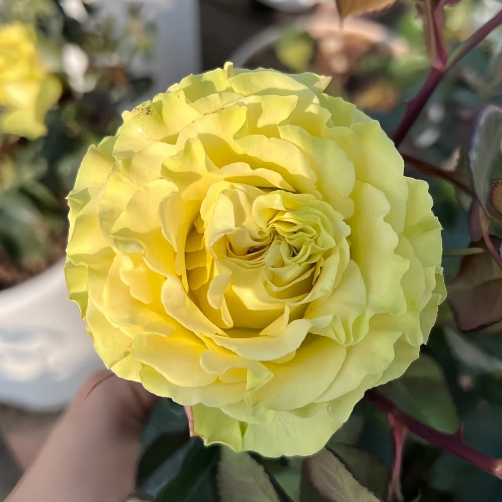 Matcha Rose Plant｜抹茶 image 1