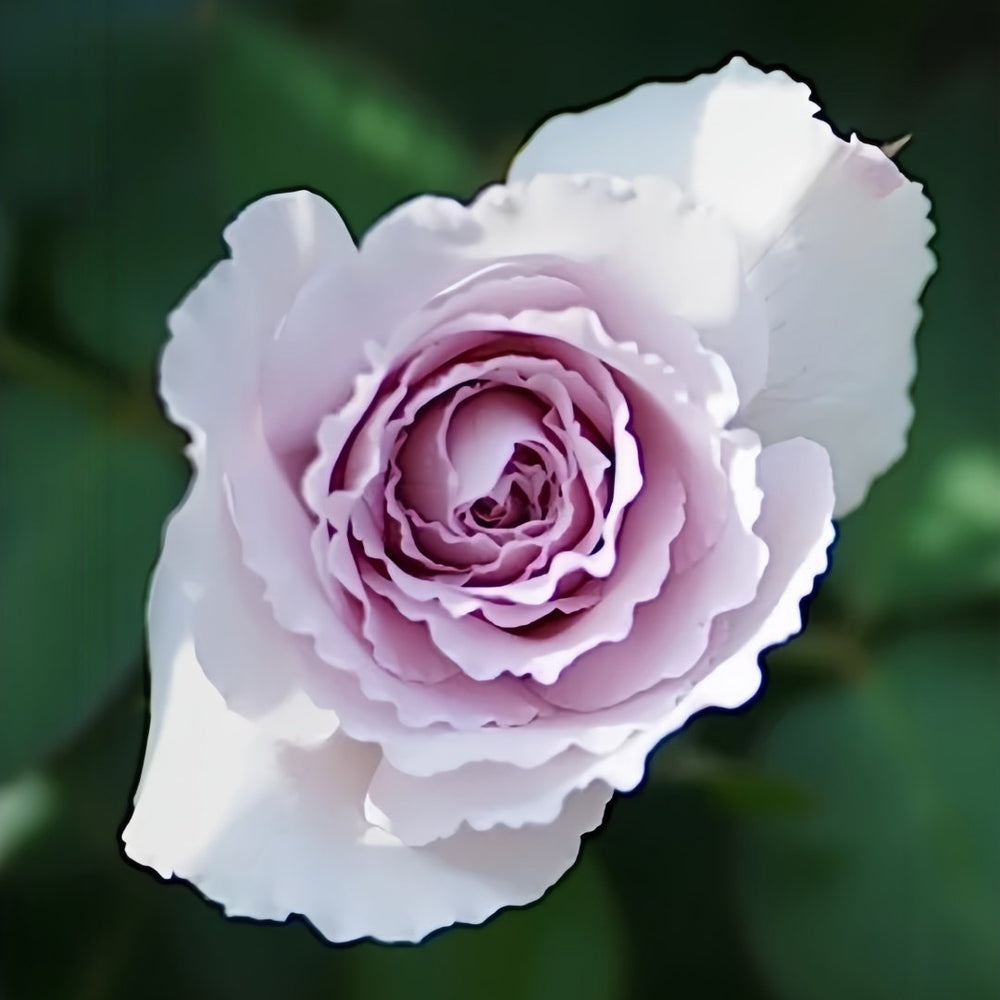 Madam Kayoko Rose Plant|紫色故事 image 4