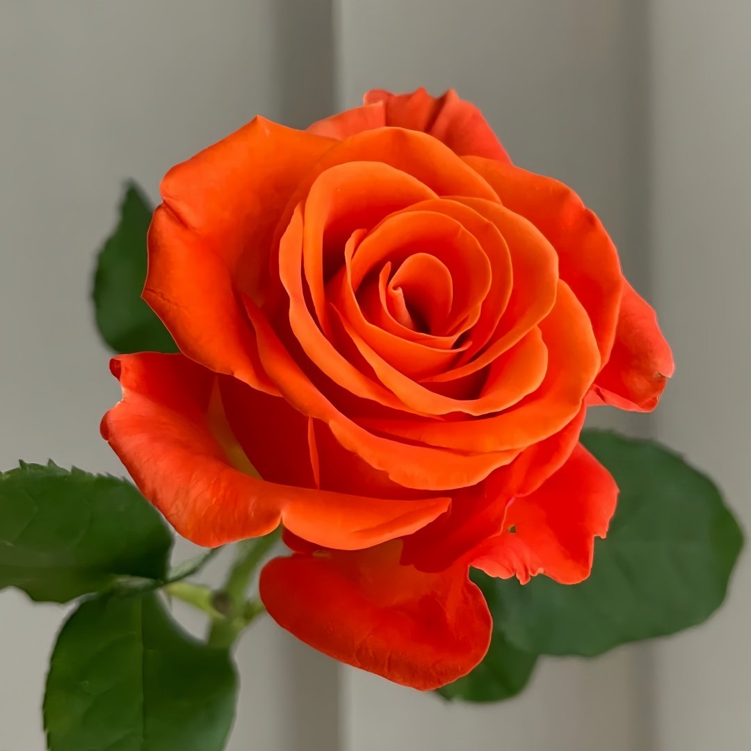 Orange Party Rose Plant|金色交响 image 4