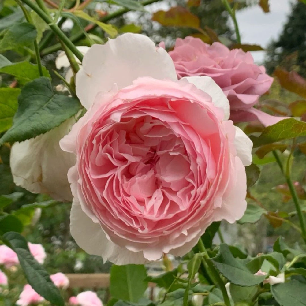 The Wedgwood Rose Plant|威基伍德/粉伍德 image 3