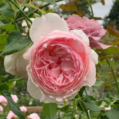 The Wedgwood Rose Plant|威基伍德/粉伍德 image 3