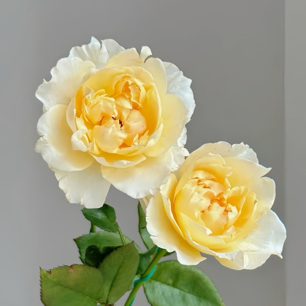 Shreuk Rose Plant|日出 image 7