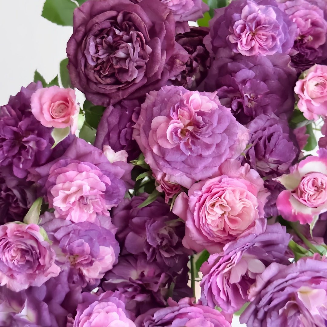 Rinaldo Rose Plant|圣十字军 image 6