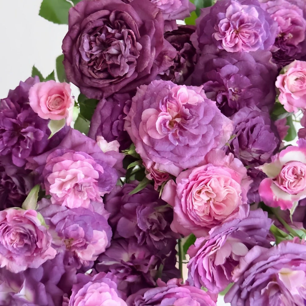 Rinaldo Rose Plant|圣十字军 image 6