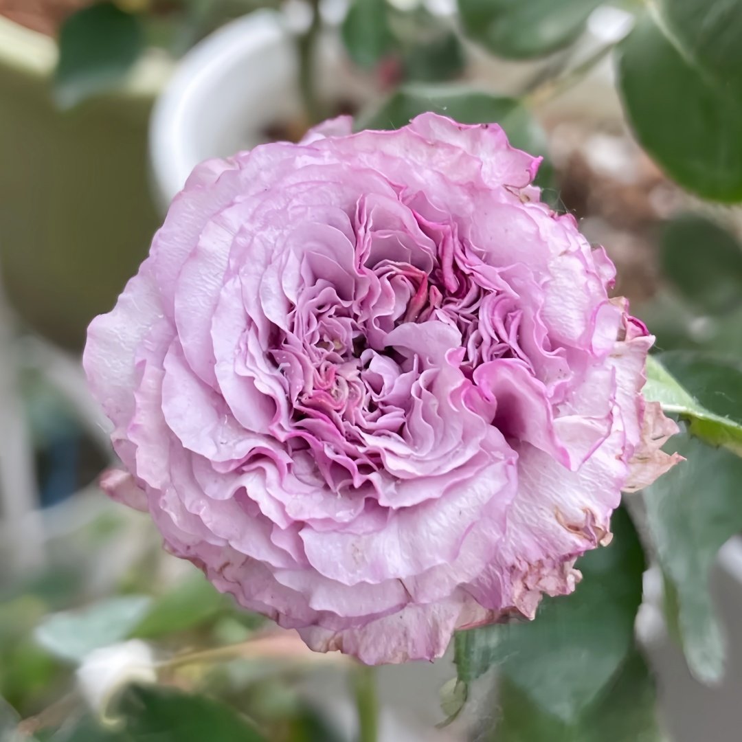 Ilias Rose Plant｜伊利亚特 image 0