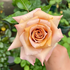Tresor Rose Plant｜珍爱之宝 image 3