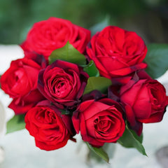 Admiral Rose Plant｜海军上将 image 0