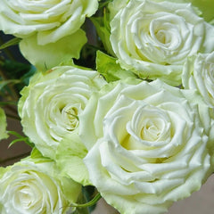 Mint Tea Rose Plant | 薄荷茶 image 2