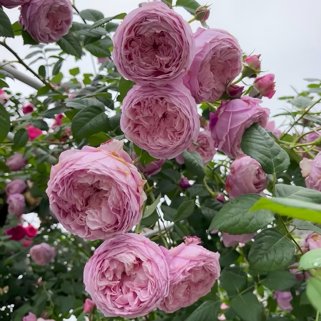 Spirit of Freedom Rose Plant｜自由精神 image 5
